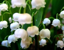Bells