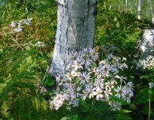 fall-foilage-summer-breeze