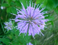 wildflowers-2006